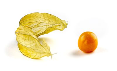 Picture Of Physalis For Chinese Deserts